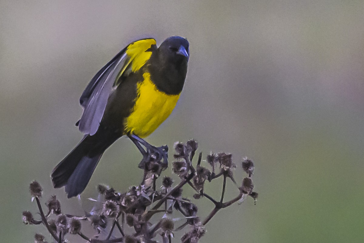 Brown-and-yellow Marshbird - Amed Hernández