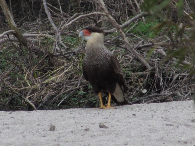 Crested Caracara - Hugo Rodriguez