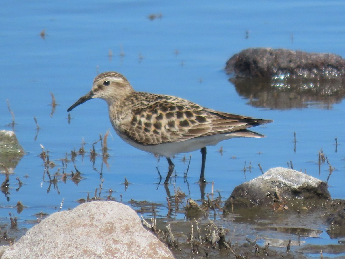 Baird's Sandpiper - ML619503499