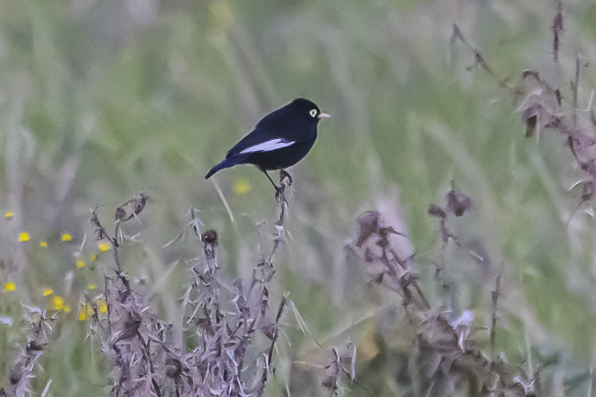 Spectacled Tyrant - Amed Hernández