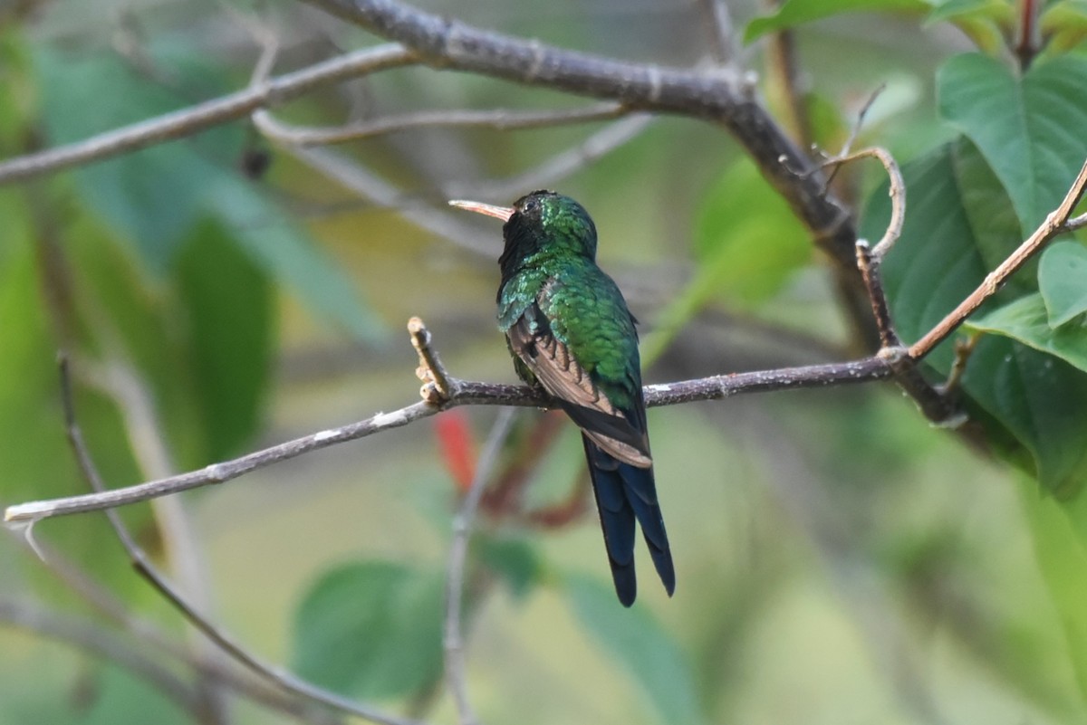 Cozumel Emerald - Bruce Mast