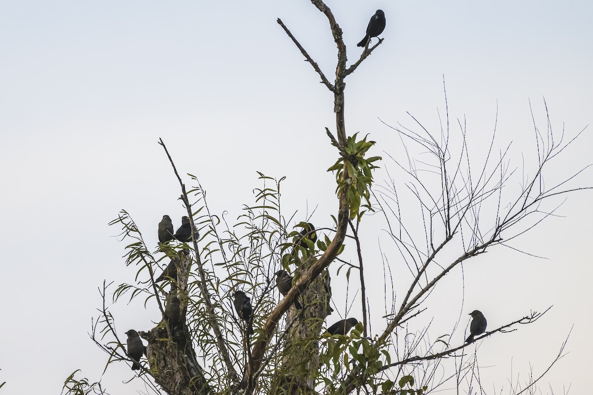 Shiny Cowbird - Amed Hernández