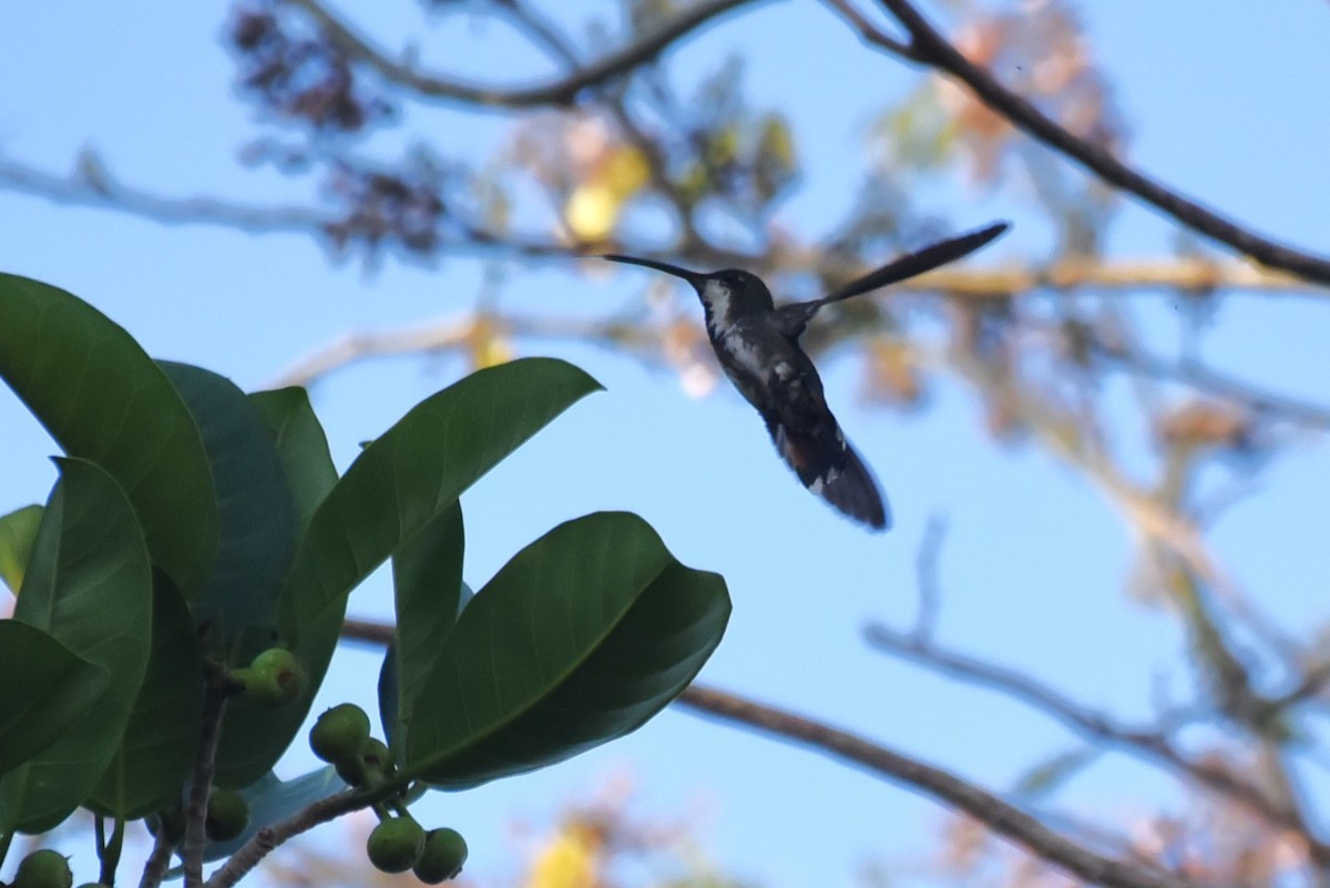 Green-breasted Mango - Bruce Mast