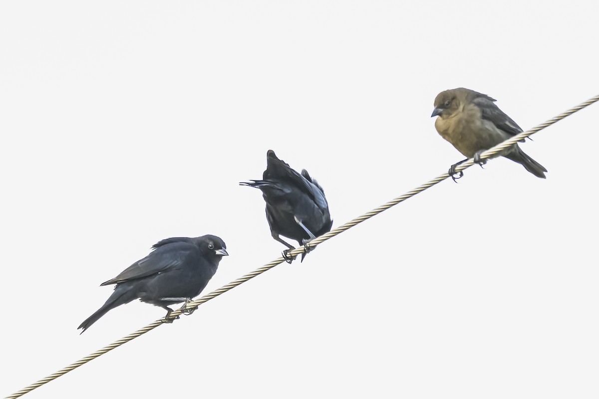 Shiny Cowbird - Amed Hernández