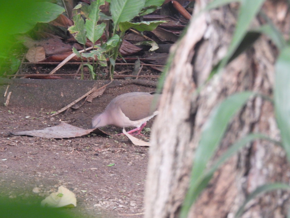 White-tipped Dove - María Eugenia Paredes Sánchez