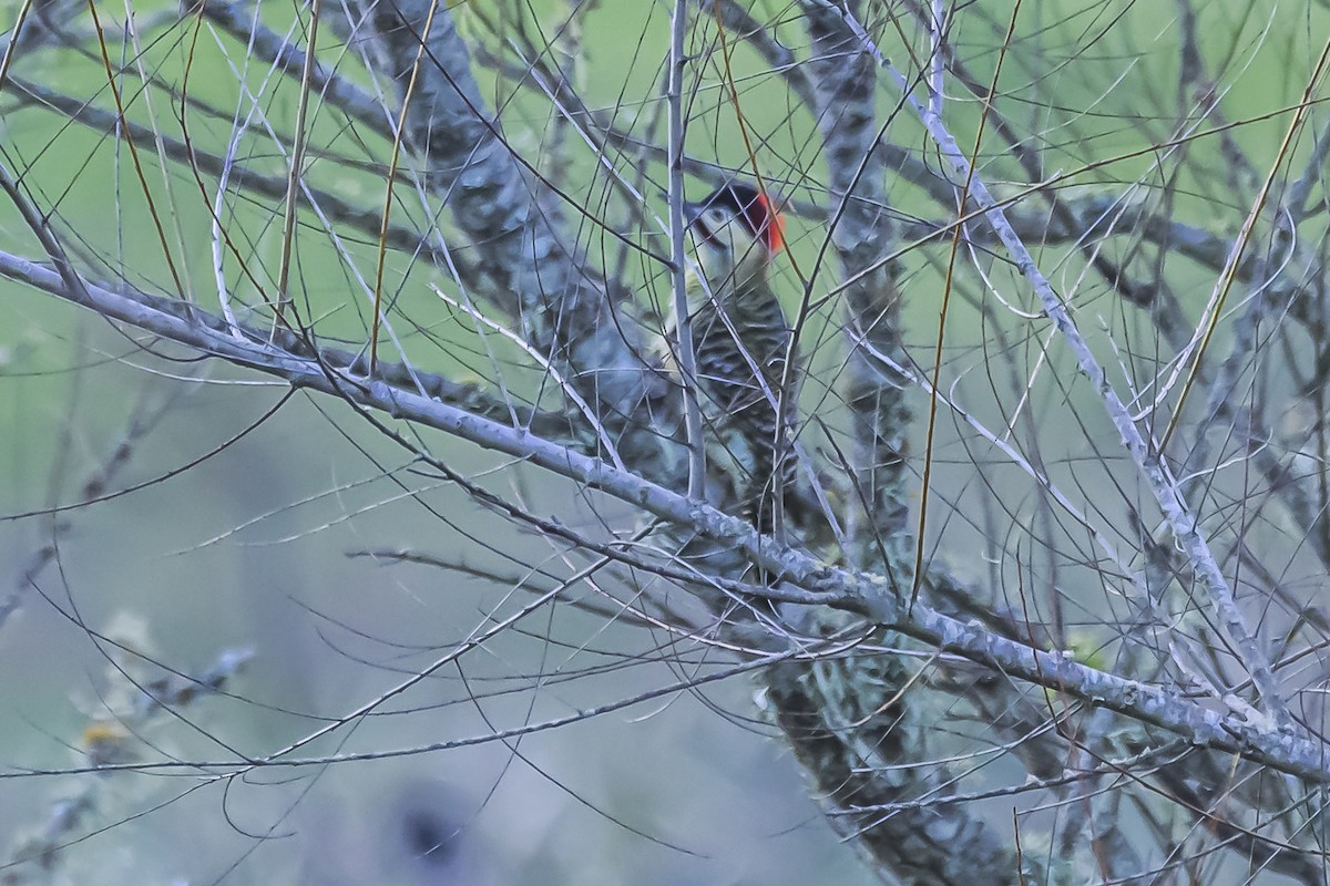 Green-barred Woodpecker - Amed Hernández