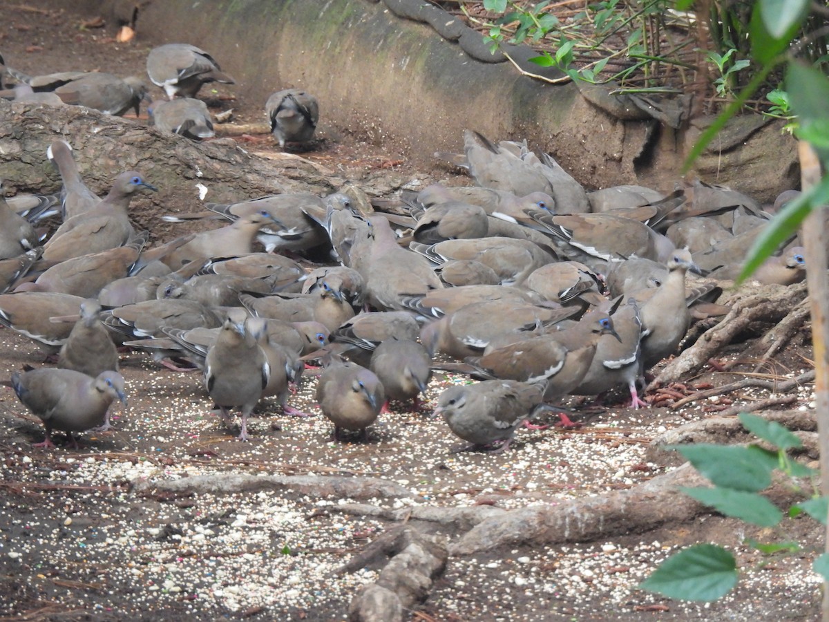 White-winged Dove - María Eugenia Paredes Sánchez