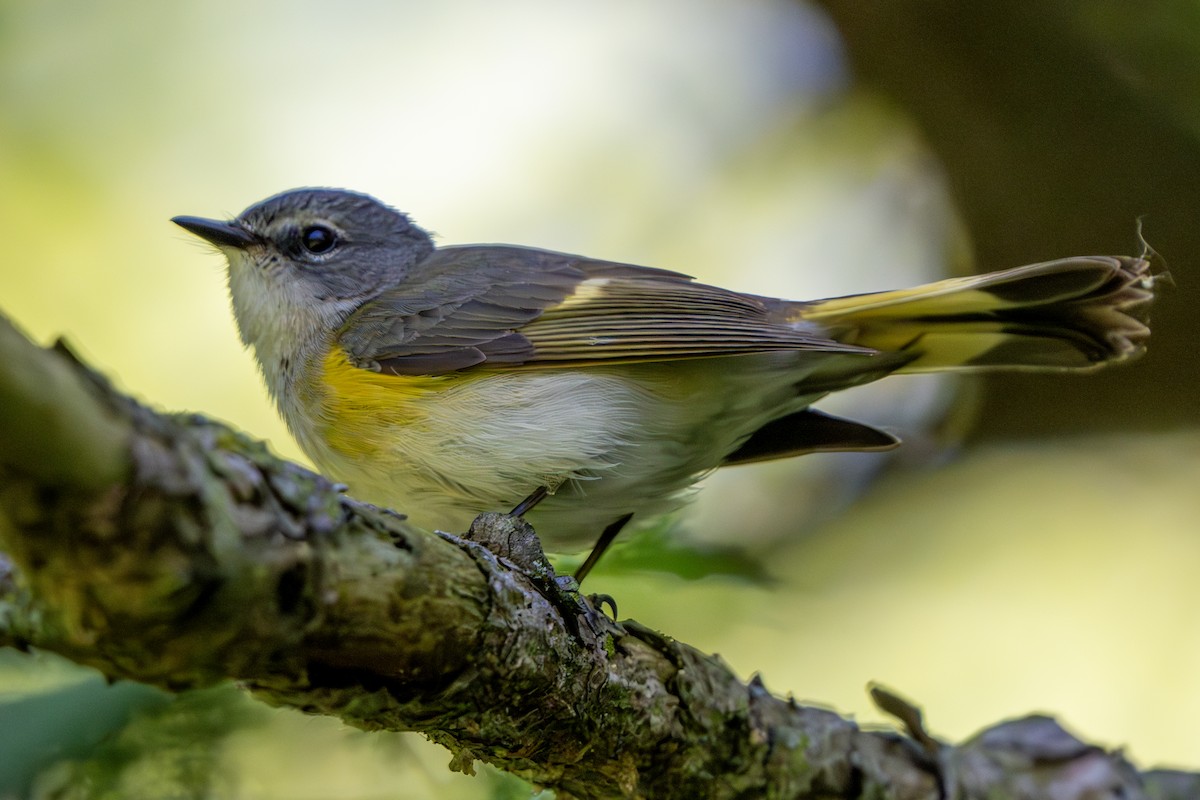 American Redstart - Nadine Bluemel