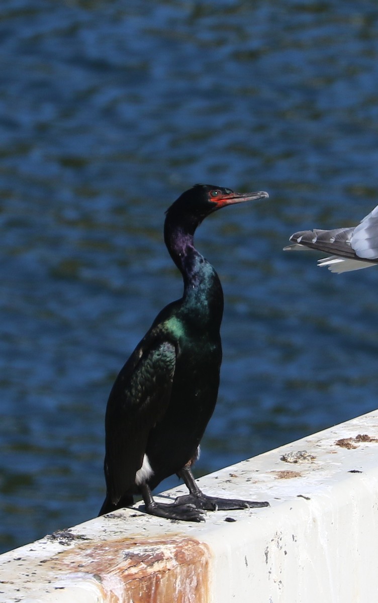 Pelagic Cormorant - Mike Fung