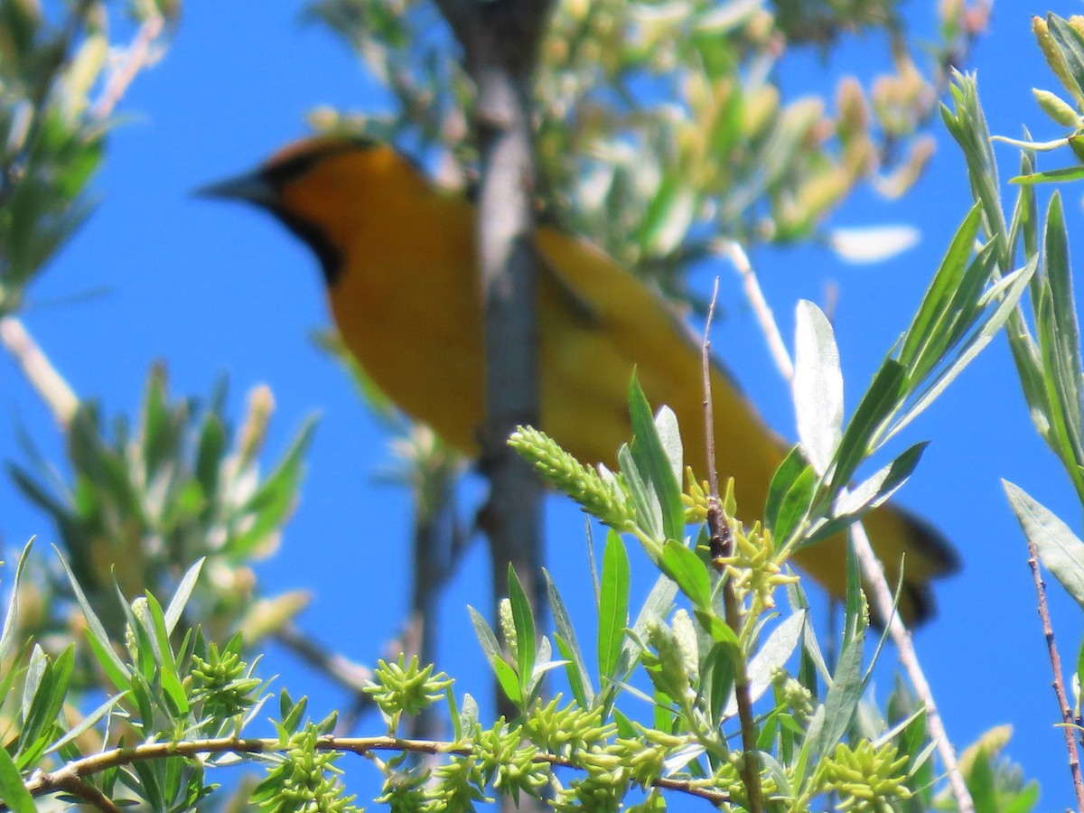 Bullock's Oriole - Kathleen Williams