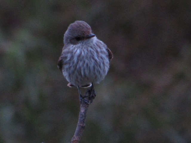 Vermilion Flycatcher - Hugo Rodriguez