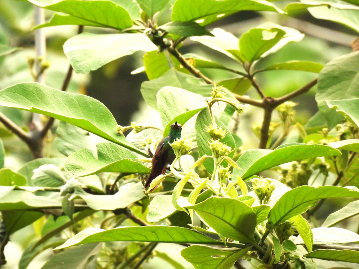 Blue-tailed Hummingbird - ML619503533