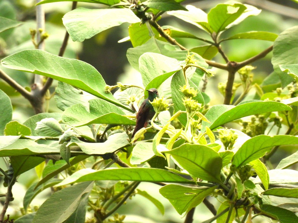kolibřík středoamerický - ML619503534