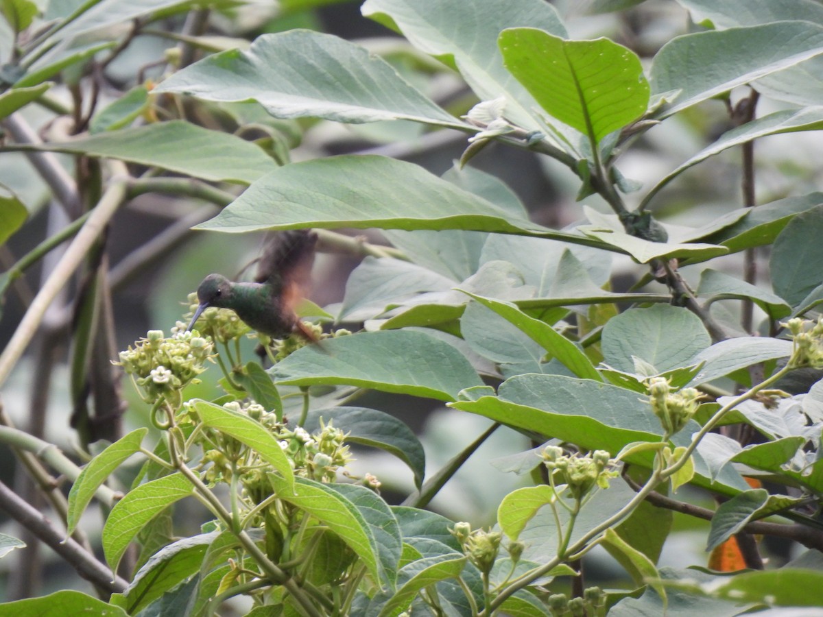 kolibřík středoamerický - ML619503536