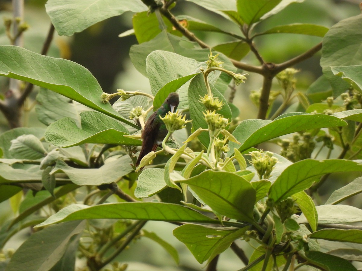 kolibřík středoamerický - ML619503538