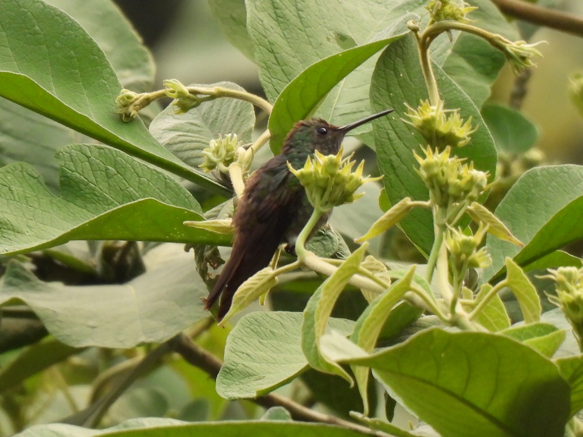 Blue-tailed Hummingbird - ML619503539