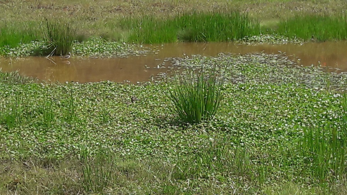 Blue-winged Teal - Abel Atehortua