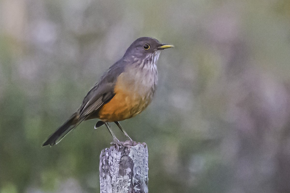 Rufous-bellied Thrush - Amed Hernández