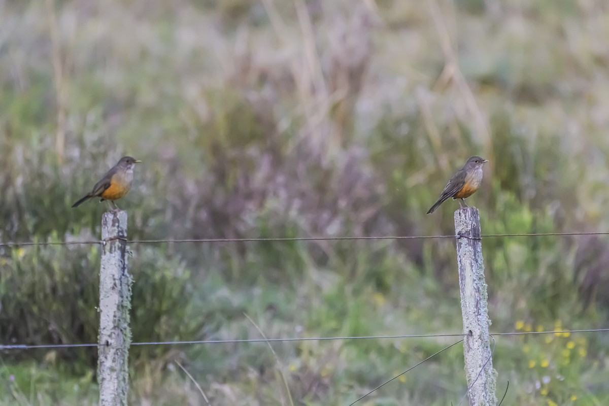 Rufous-bellied Thrush - Amed Hernández