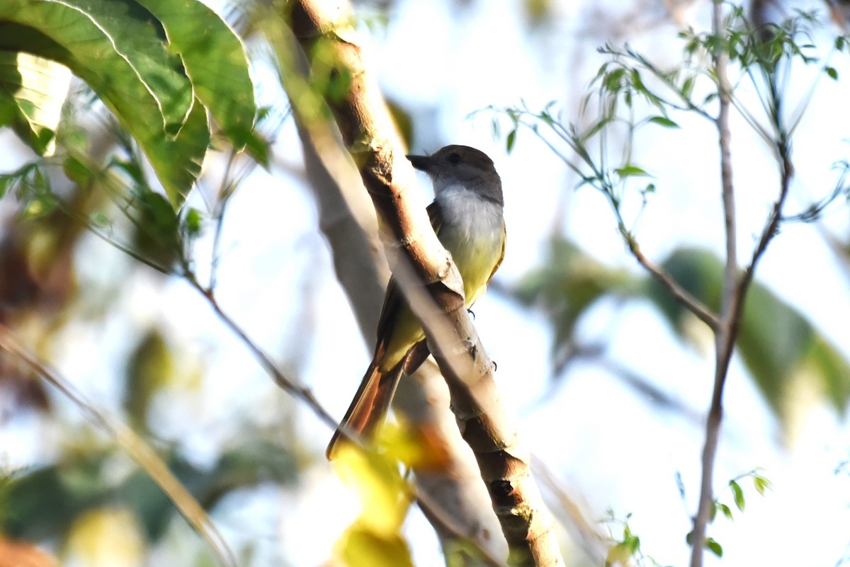 Brown-crested Flycatcher - Bruce Mast