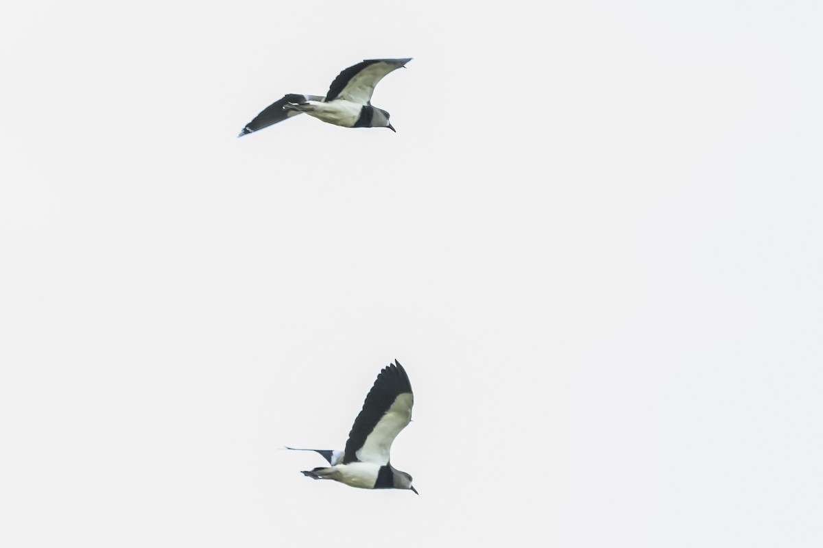 Southern Lapwing - Amed Hernández