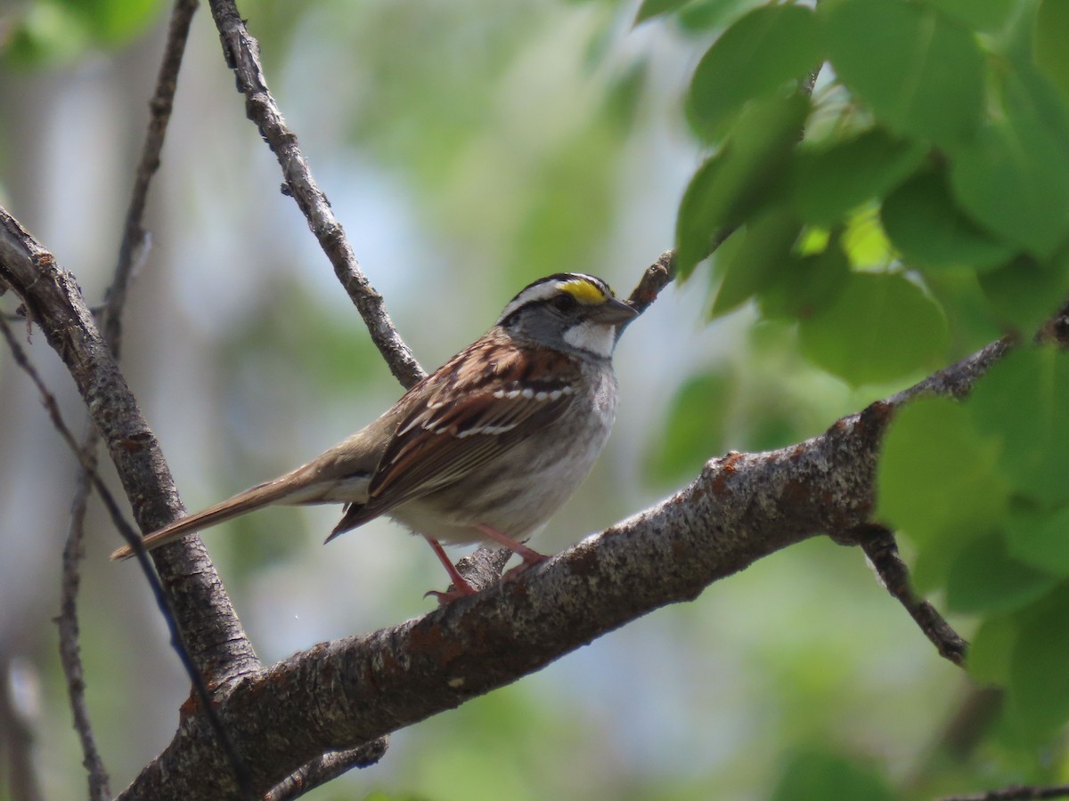 White-throated Sparrow - Phil Ranson