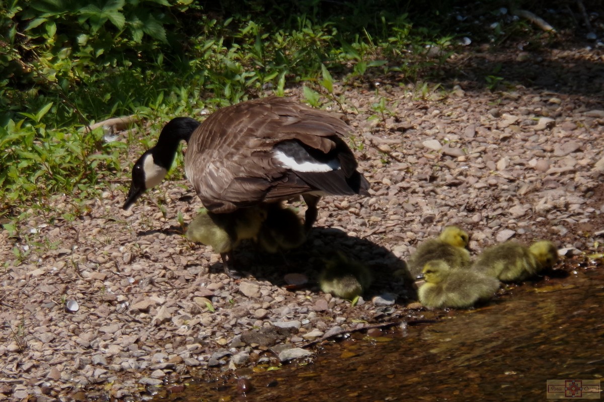 Canada Goose - Rose Marie