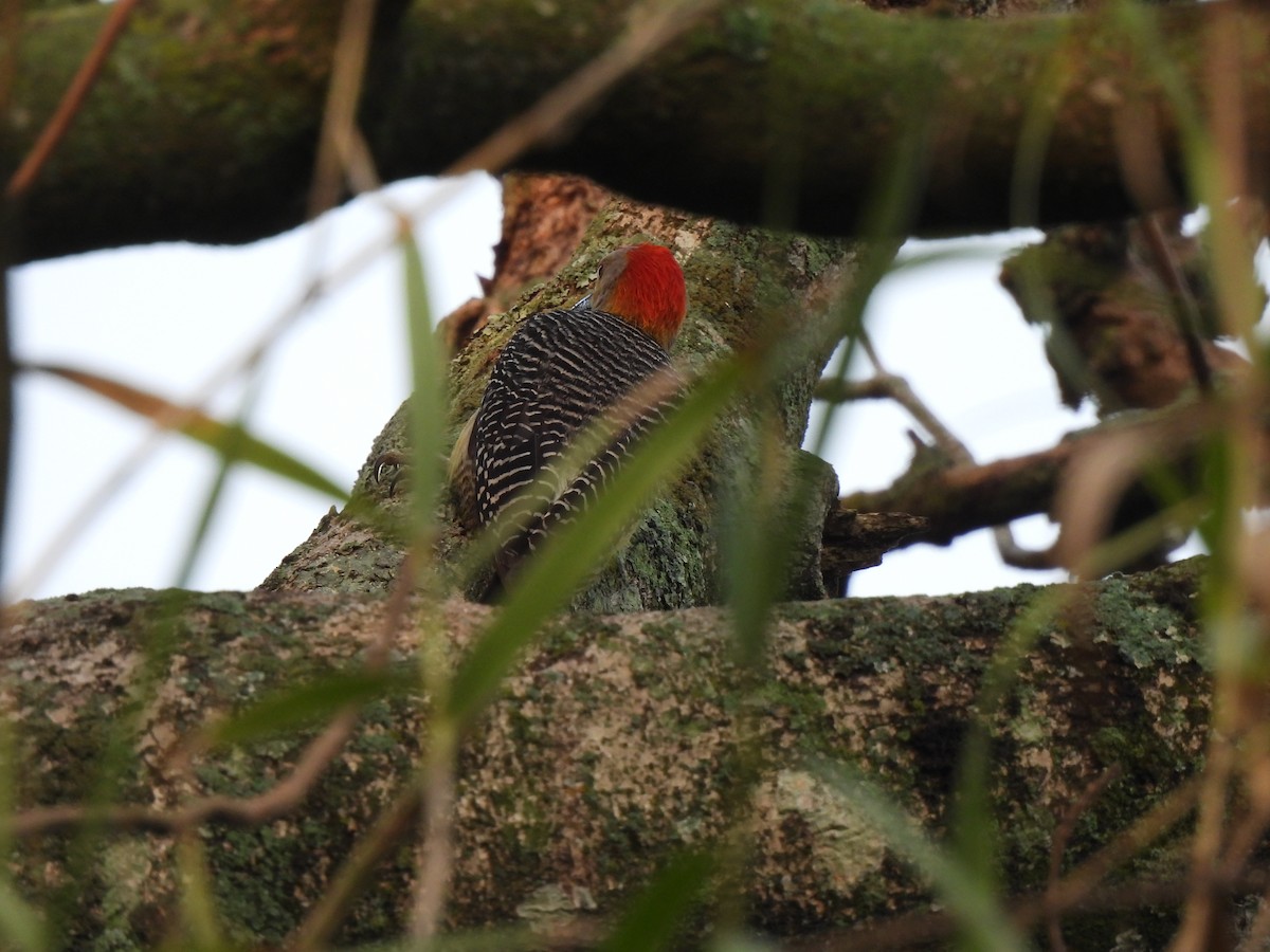 Golden-fronted Woodpecker - María Eugenia Paredes Sánchez