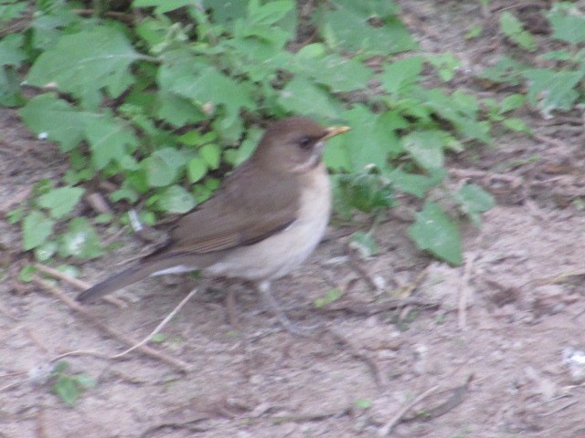 Creamy-bellied Thrush - Hugo Rodriguez