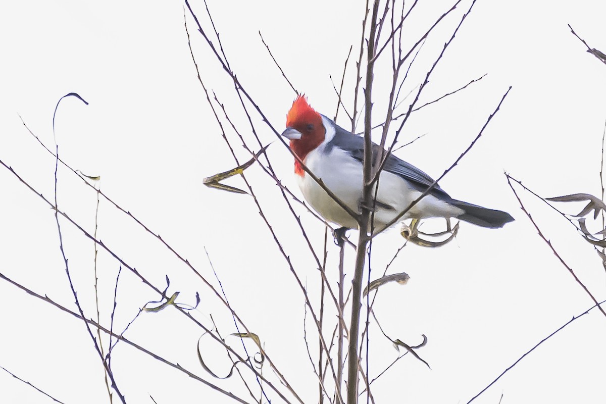 Red-crested Cardinal - Amed Hernández