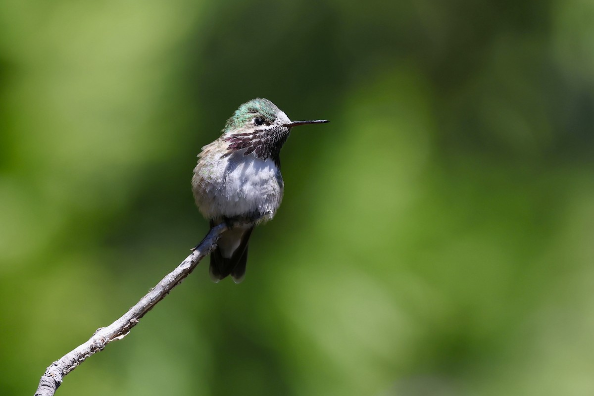 Calliope Hummingbird - Corry Chen