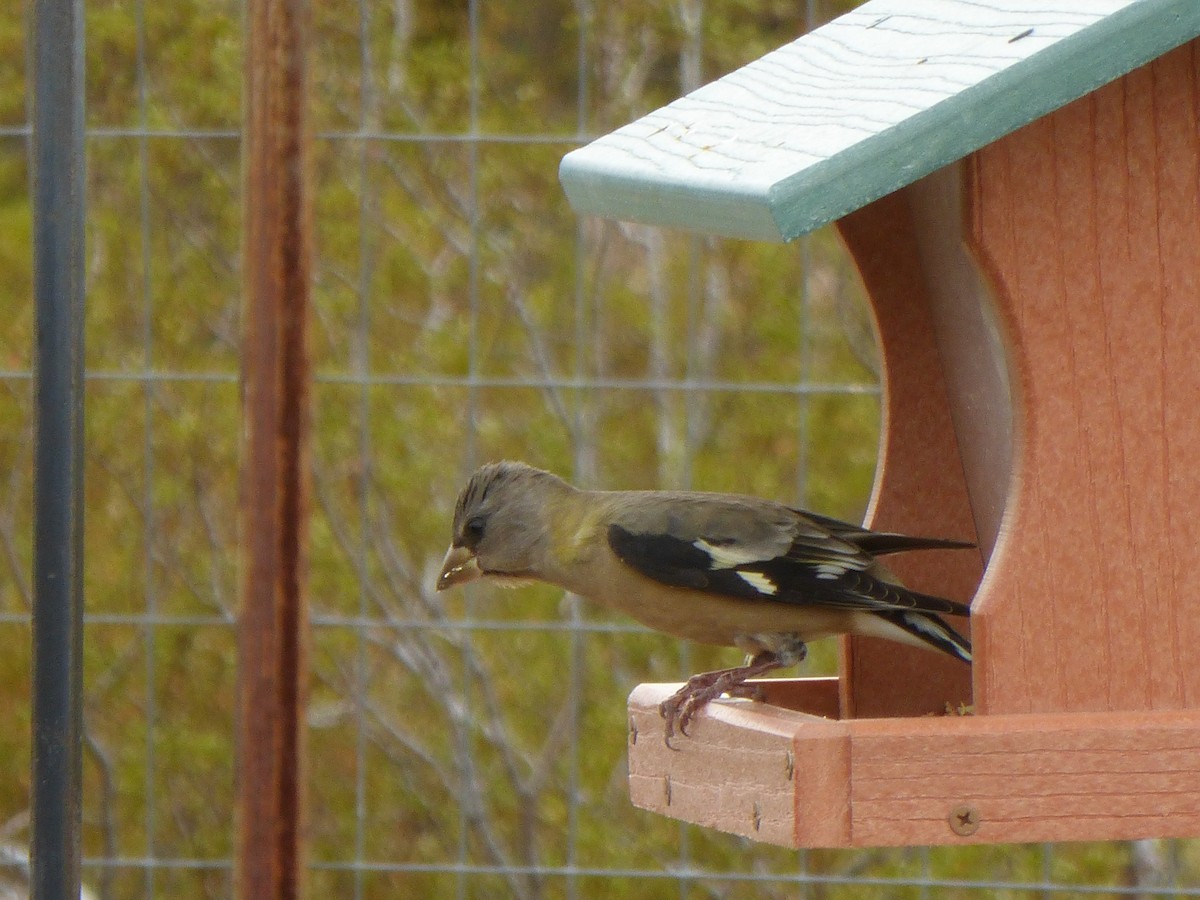 Evening Grosbeak - James Atkinson