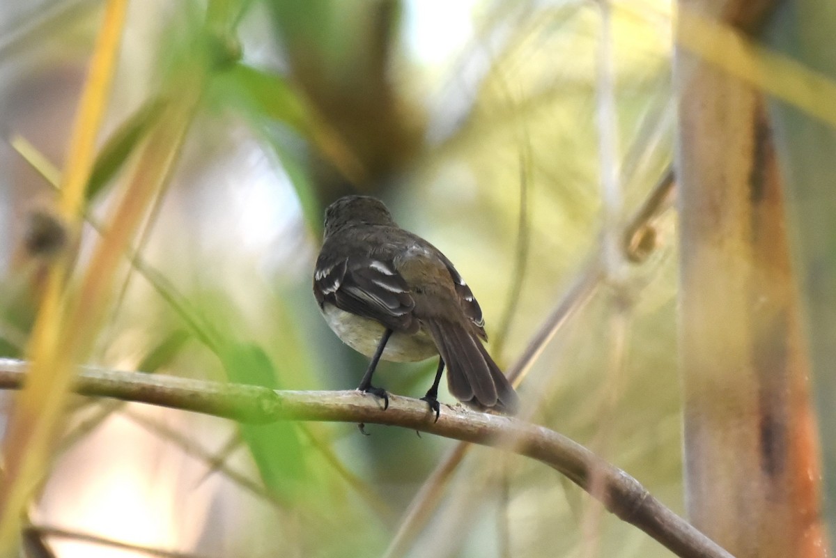 Caribbean Elaenia - Bruce Mast