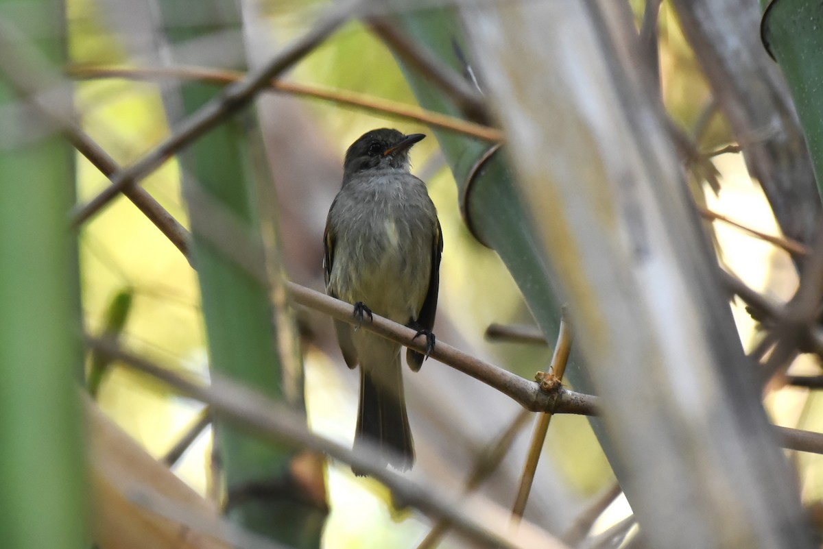 Caribbean Elaenia - Bruce Mast