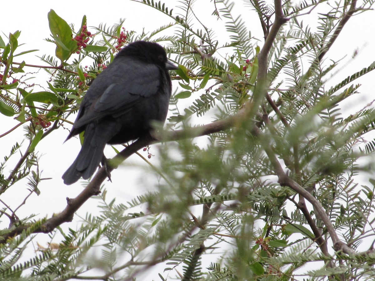 Screaming Cowbird - Hugo Rodriguez