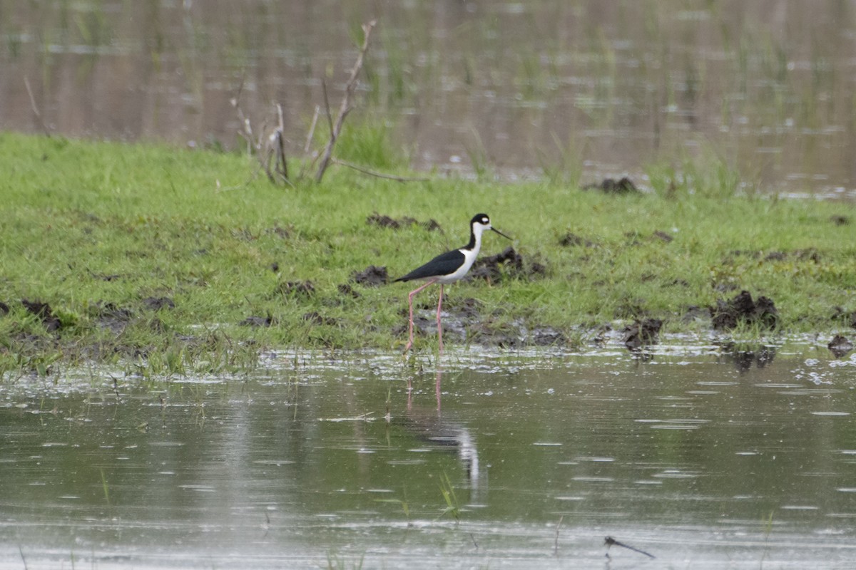 Black-necked Stilt - James Hatfield