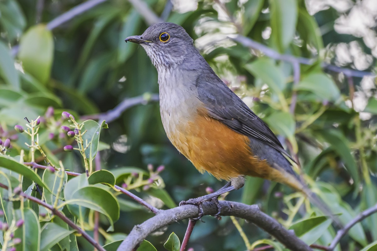 Rufous-bellied Thrush - Amed Hernández