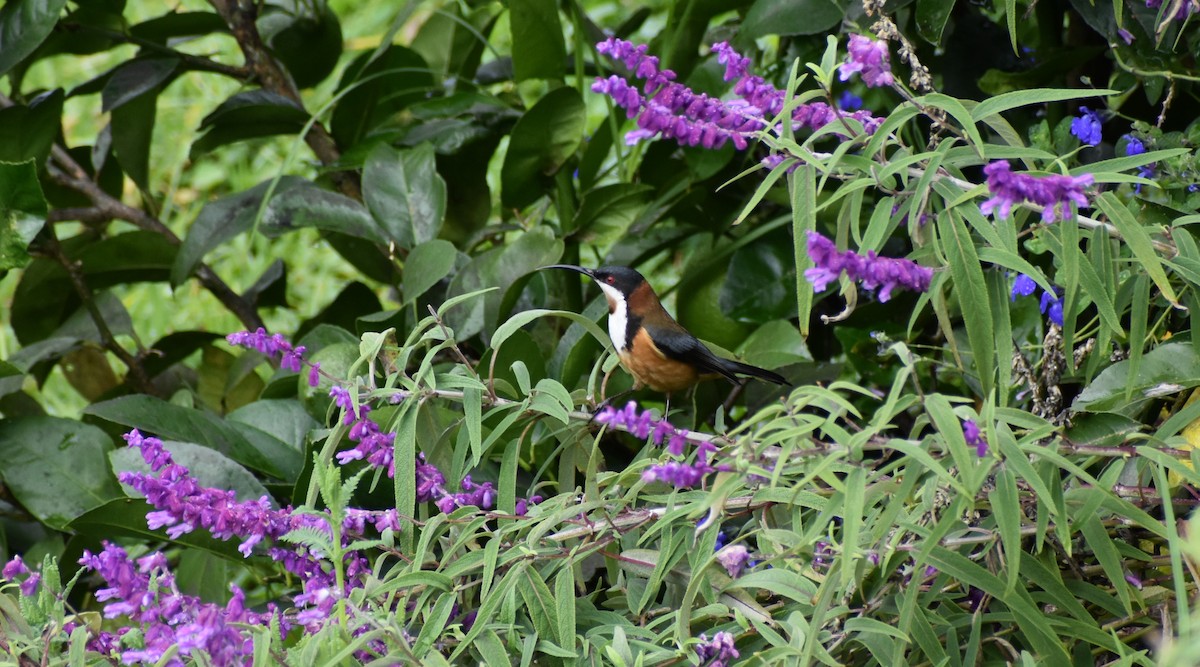 Eastern Spinebill - Robyn Falco