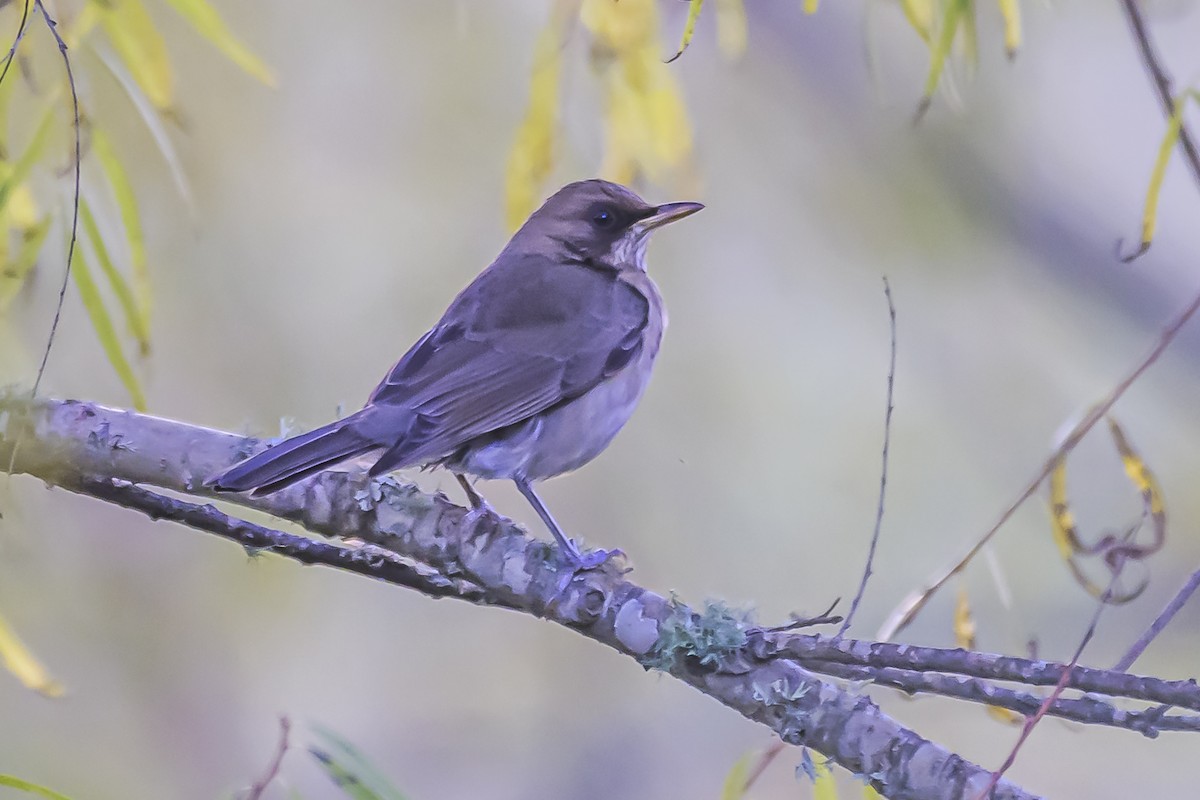 Creamy-bellied Thrush - Amed Hernández