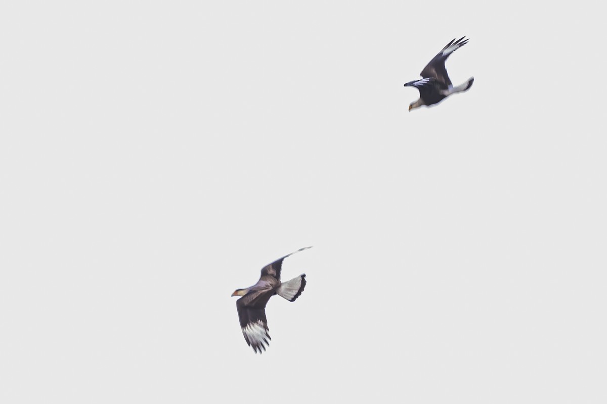 Crested Caracara - Amed Hernández