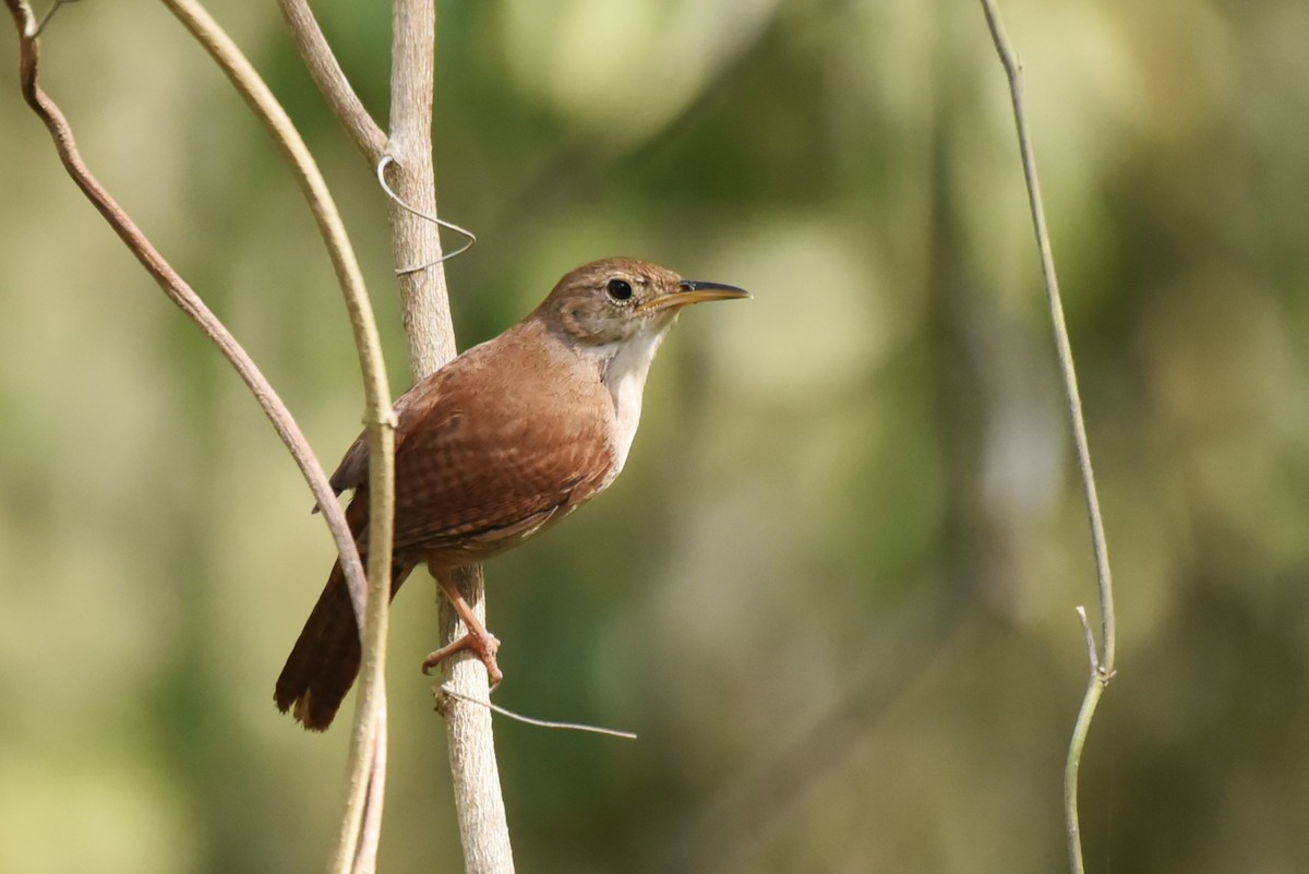 House Wren (Cozumel I.) - ML619503592