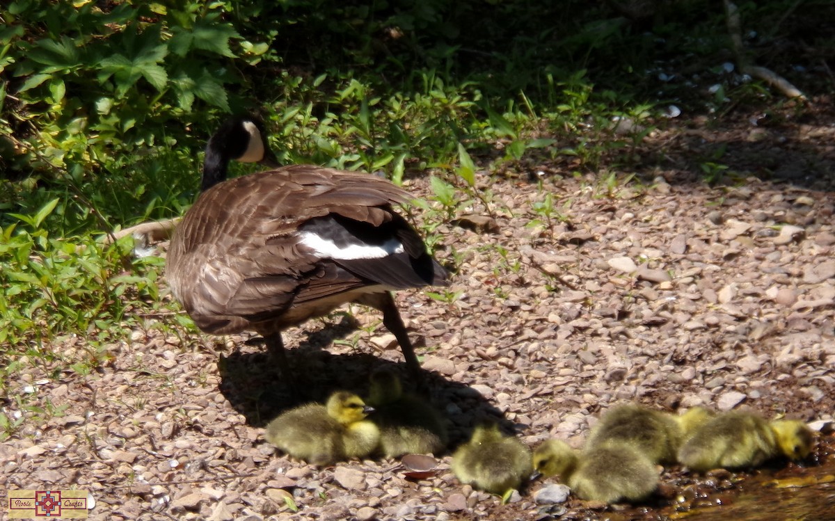 Canada Goose - Rose Marie