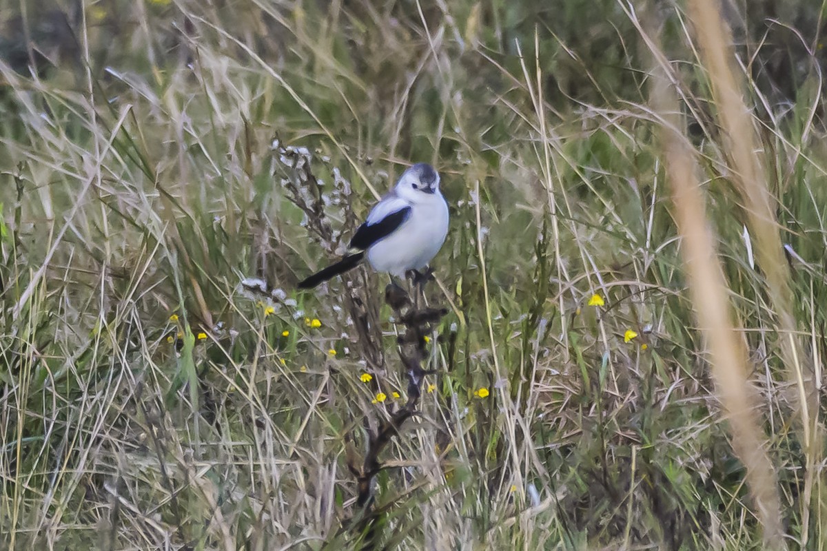 Black-and-white Monjita - Amed Hernández