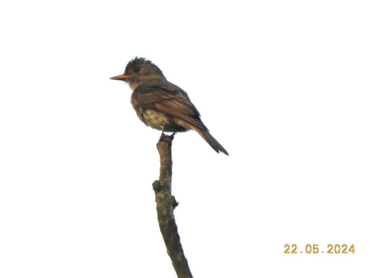 Greater Pewee - María Eugenia Paredes Sánchez