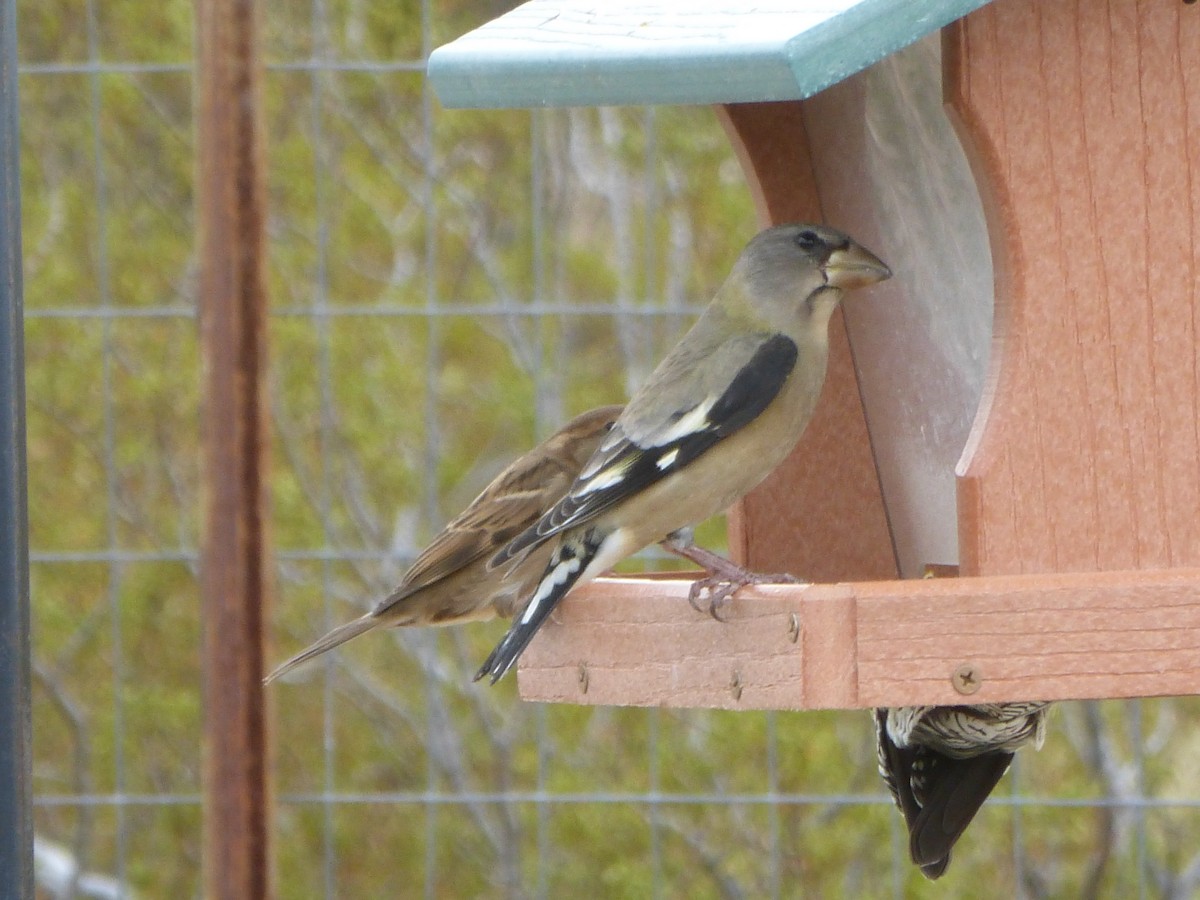 Evening Grosbeak - James Atkinson