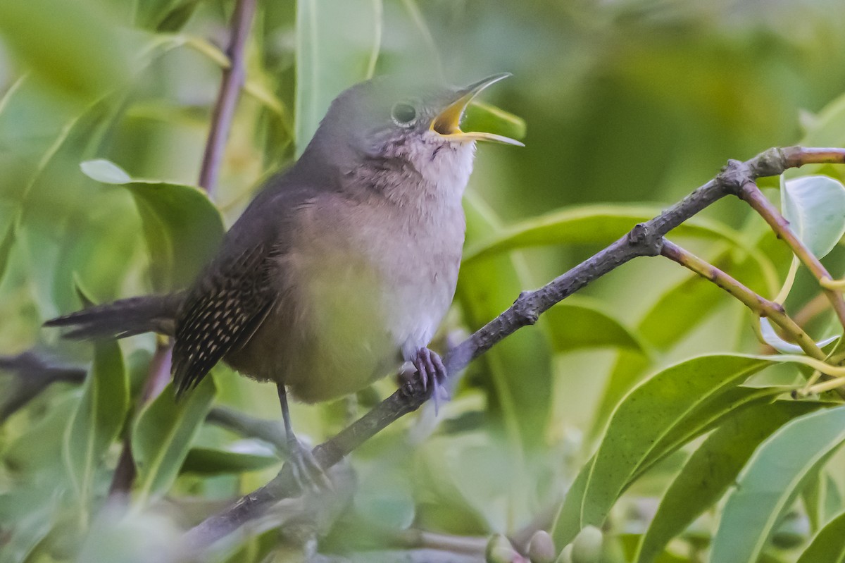 House Wren - Amed Hernández