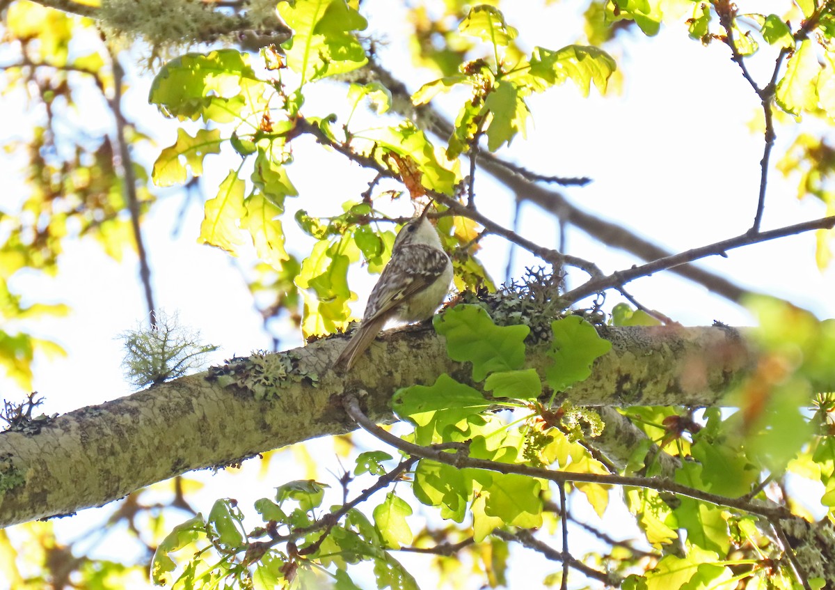 Eurasian Treecreeper - Francisco Javier Calvo lesmes