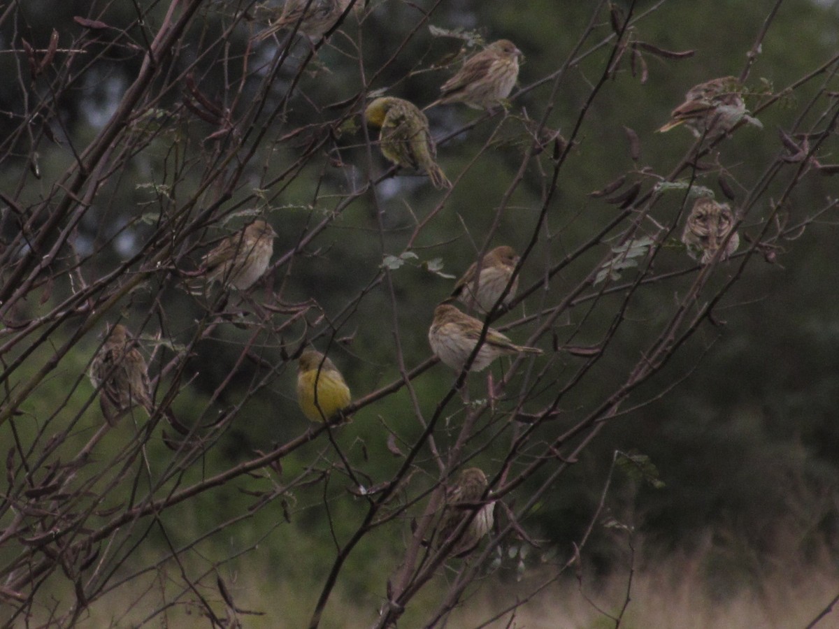 Saffron Finch - Hugo Rodriguez