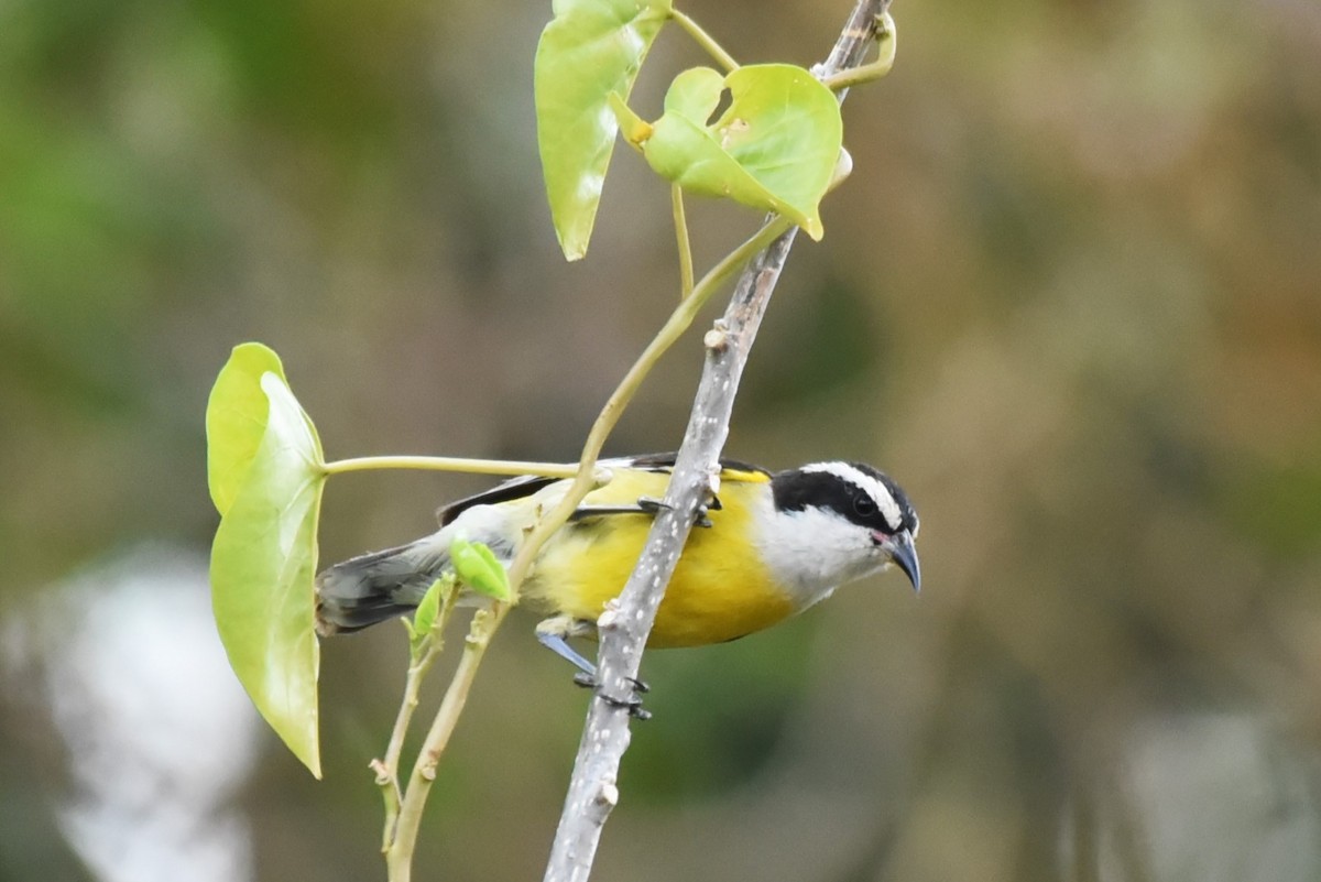 Bananaquit - Bruce Mast