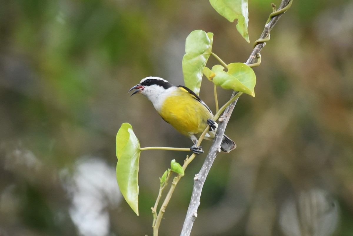 Bananaquit - Bruce Mast